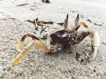 รูปภาพสำหรับผู้ผลิตนี้ YummyMuay