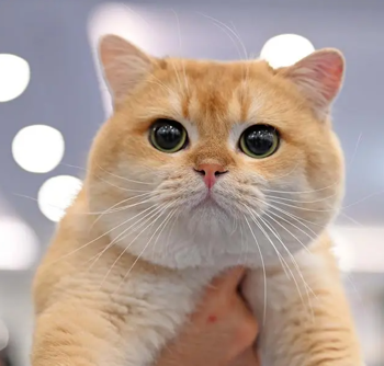 รูปภาพสำหรับผู้ผลิตนี้ MuayTest