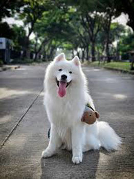 รูปภาพสำหรับผู้ผลิตนี้ KTX